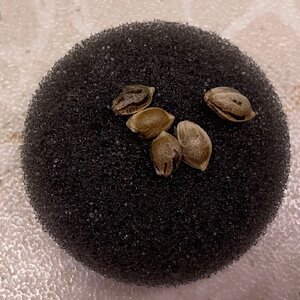 Mango and BP - 2.jpeg Mango and BP - 2.jpeg