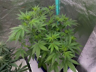 Mango and BP - 6.jpeg Mango and BP - 6.jpeg