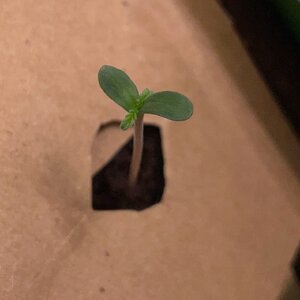 Mango and BP - 8.jpeg Mango and BP - 8.jpeg