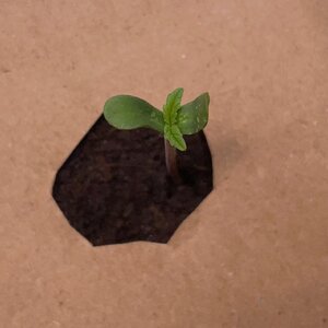 Mango and BP - 9.jpeg Mango and BP - 9.jpeg