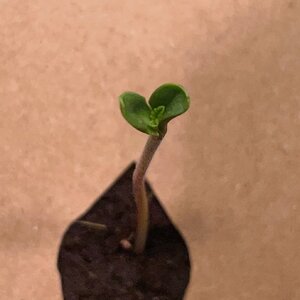 Mango and BP - 10.jpeg Mango and BP - 10.jpeg