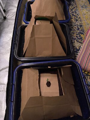 Mango and BP - 11.jpeg Mango and BP - 11.jpeg