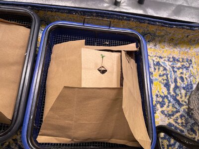 Mango and BP - 12.jpeg Mango and BP - 12.jpeg