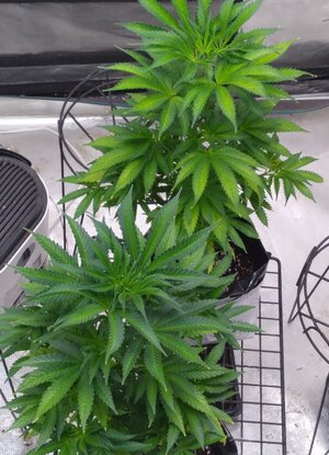 20250101_041101.jpg 20250101_041101.jpg