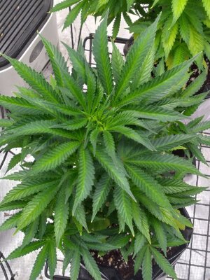 20250101_041107.jpg 20250101_041107.jpg