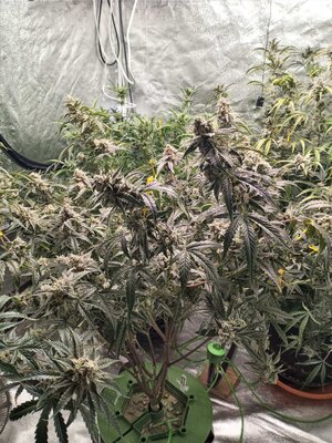 20241012_115707 (1).jpg