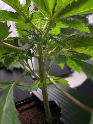 Blue Power F4 wk3 - 6.jpeg