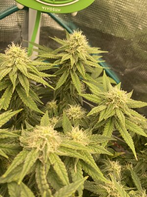 IMG_3767.jpeg IMG_3767.jpeg