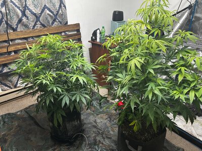 IMG_2814.jpeg IMG_2814.jpeg