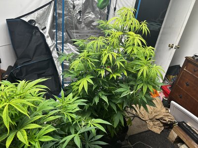 IMG_2815.jpeg IMG_2815.jpeg