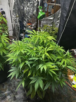 IMG_2809.jpeg IMG_2809.jpeg