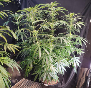 LemonZ.2_day61.jpg LemonZ.2_day61.jpg