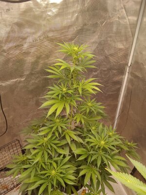 IMG_20250121_141126842.jpg IMG_20250121_141126842.jpg