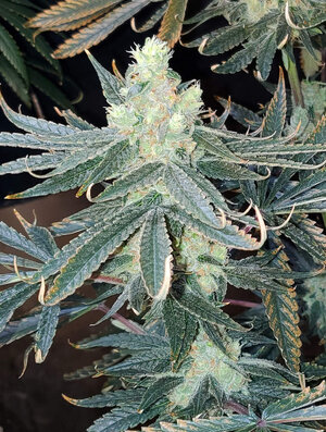 LemonZ.2_cola2_day82.jpg LemonZ.2_cola2_day82.jpg