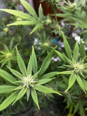 IMG_3212.jpeg IMG_3212.jpeg