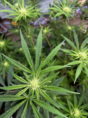 IMG_3211.jpeg IMG_3211.jpeg