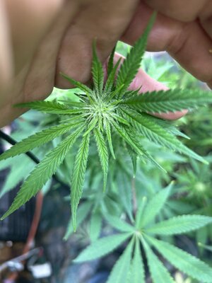 IMG_3193.jpeg IMG_3193.jpeg