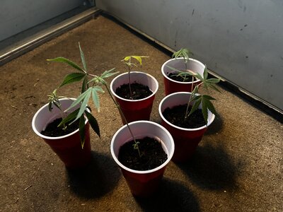 IMG_3219.jpeg IMG_3219.jpeg