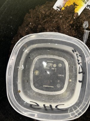 IMG_3231.jpeg IMG_3231.jpeg