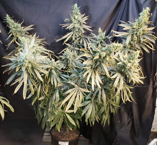 LemonZ.1_day96.jpg LemonZ.1_day96.jpg