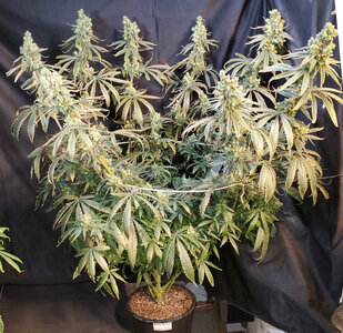 LemonZ.3_day96.jpg LemonZ.3_day96.jpg