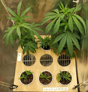 LemonZ.clones.4-9.jpg LemonZ.clones.4-9.jpg