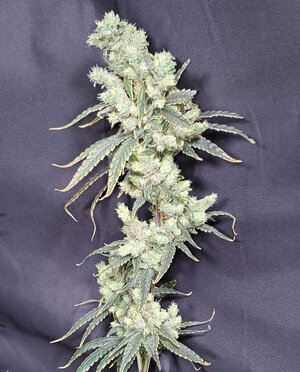 LemonZ.3_day100_cola.jpg LemonZ.3_day100_cola.jpg