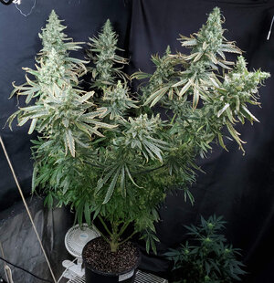 LemonZ.1_day103.jpg LemonZ.1_day103.jpg