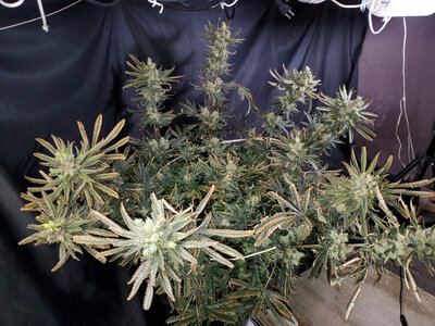 LemonZ.2_day103.jpg LemonZ.2_day103.jpg