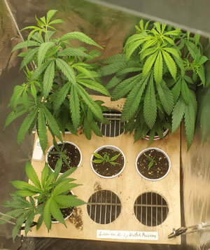 LemonZ_clones.4-9_day18-67.jpg LemonZ_clones.4-9_day18-67.jpg