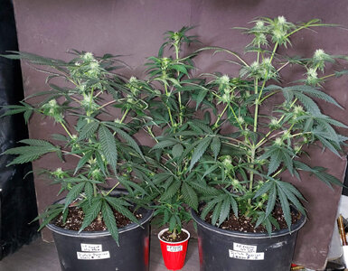 LemonZ.clones.1-3_day74.jpg LemonZ.clones.1-3_day74.jpg