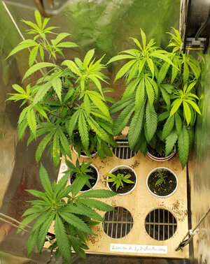 LemonZ.clones.4-9_day74-26.jpg LemonZ.clones.4-9_day74-26.jpg