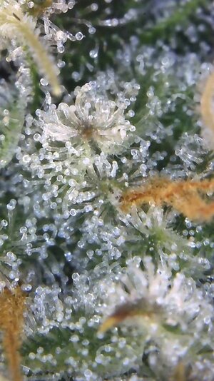 Image_2025-02-15 14_03_02_413.jpg