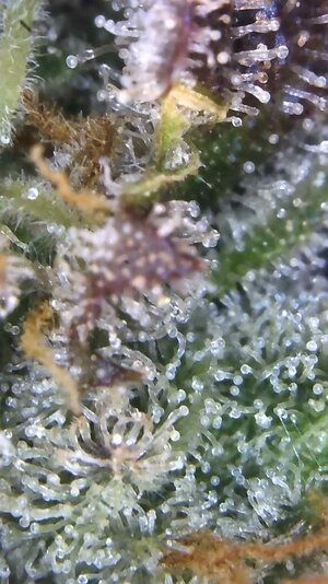 Image_2025-02-25 16_27_25_834.jpg