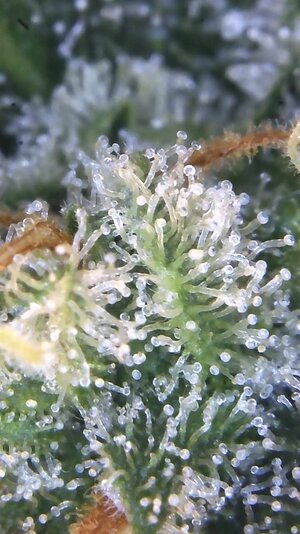 Image_2025-02-25 16_28_23_632.jpg