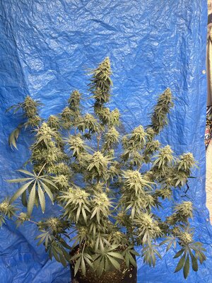 LemonZ from Dutch Passion show and grow 24-25