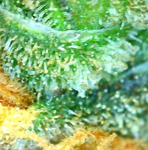 LemonZ.2_day131_trichs.jpg