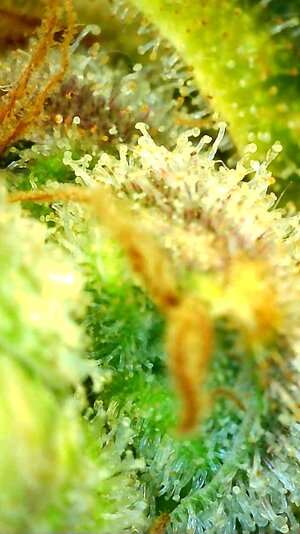 LemonZ.2_day131_trichs2.jpg