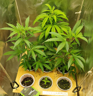 LemonZ_clones.6-9.jpg LemonZ_clones.6-9.jpg