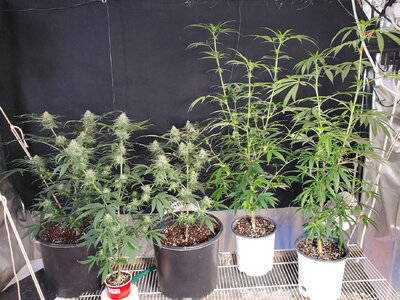 LemonZ.clones.1-5.jpg LemonZ.clones.1-5.jpg