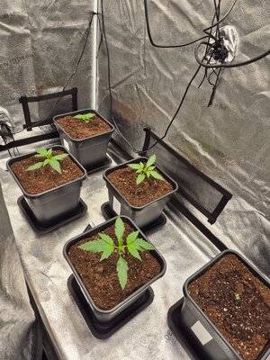 20250219_182804.jpg 20250219_182804.jpg