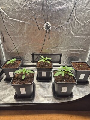 20250221_171936.jpg 20250221_171936.jpg