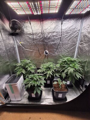 20250306_173603.jpg 20250306_173603.jpg