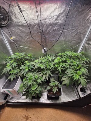 20250310_172414.jpg 20250310_172414.jpg