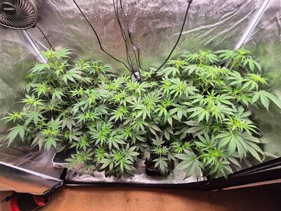 20250316_180726.jpg 20250316_180726.jpg