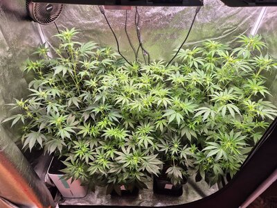 20250320_174244.jpg 20250320_174244.jpg