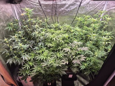 20250324_174931.jpg 20250324_174931.jpg