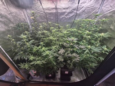 20250328_170639.jpg 20250328_170639.jpg