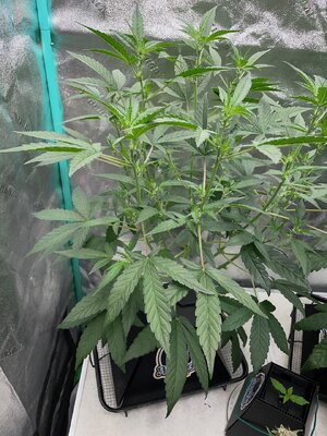 Redball d30 - 4.jpeg