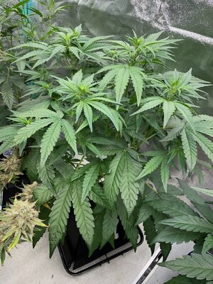 Redball d30 - 5.jpeg